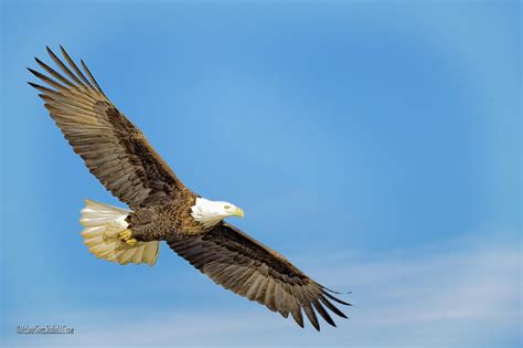 Soar American Bald Eagle Photograph by LeeAnn McLaneGoetz McLaneGoetzStudioLLCcom - Fine Art America