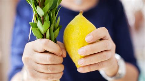 What Are the Lulav and Etrog? | My Jewish Learning