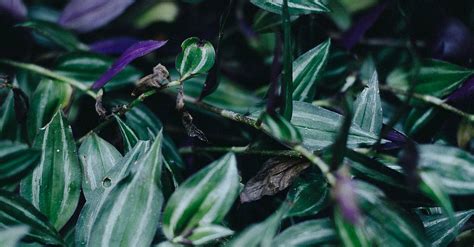 Free stock photo of botanical, botanical garden, dark green plants