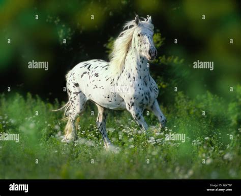 Friesian Appaloosa cross mare in field of wild flowers Stock Photo - Alamy