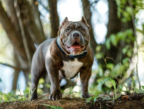 5 Types of Pit Bull Dog Breeds