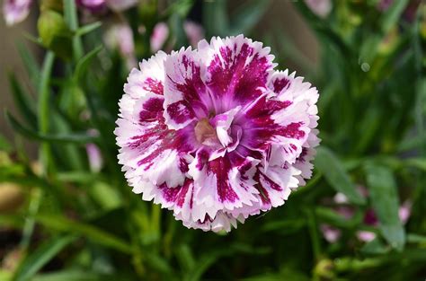 Carnation Flower Free Photo Download | FreeImages