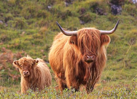 Highland Cow and Calf - Michael Macgregor