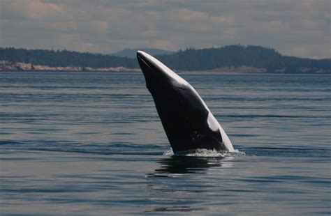 Incredible breaching minke whale - Quoddy Link Marine