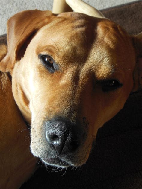 Rhodesian Ridgeback and Lab mix Rhodesian Ridgeback, Puppy Love, Fur Babies, Labrador Retriever ...