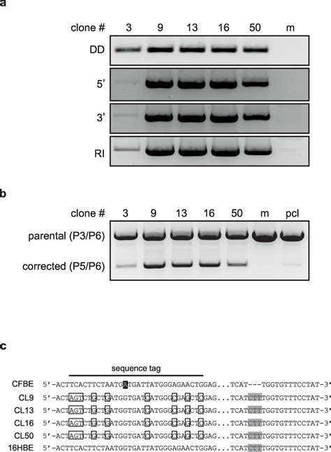 Genotype analysis of targeted CFBE41o- clones. (a) PCR-based ...