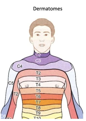 Anatomy Exam 2 Flashcards | Quizlet