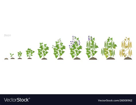 Growth stages bean plant bean family fabaceae Vector Image