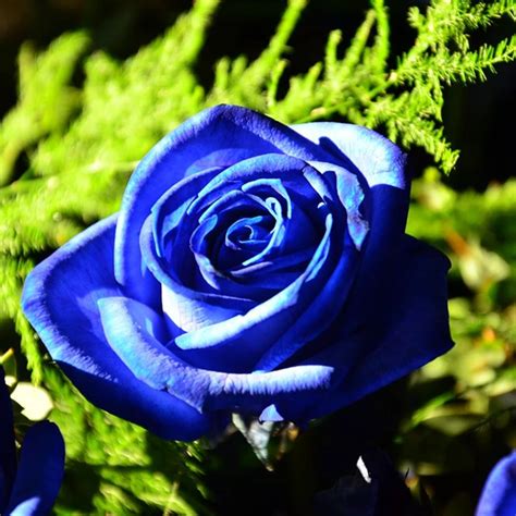 20 Rare blue rose Plants easy growing fragrant High Germination ...