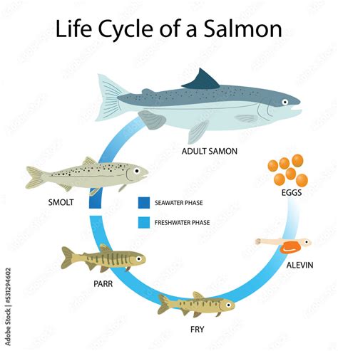 Salmon Life Cycle