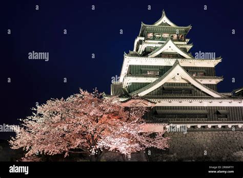 Kumamoto Castle and night viewing of cherry blossoms Stock Photo - Alamy