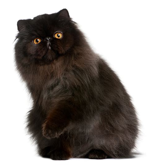 persian-cat-groomer - The Mobile Cat Groomer