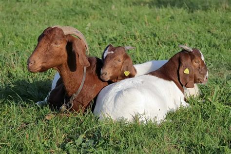 How to Raise Boer Goats Step by Step • New Life On A Homestead