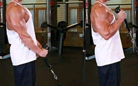 Hammer Curls With Rope - Learn How to do This Bicep Exercise & Build ...