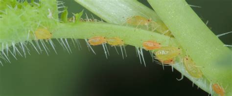 Orange aphids - BioBee