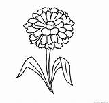 Zinnia Flower Coloring Pages Free Sketch Page sketch template