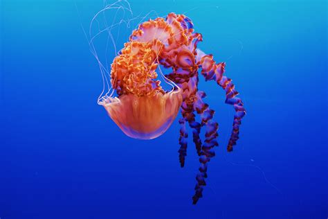 Photography of jelly fish HD wallpaper | Wallpaper Flare