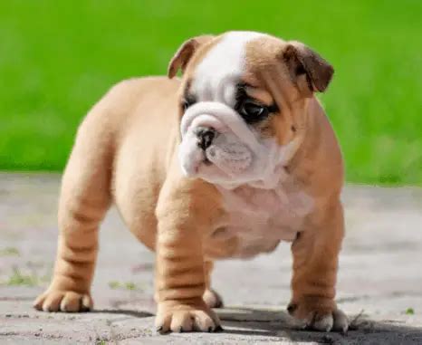 All About the Miniature Bulldog aka the Bull-Pug - Dogable