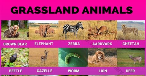 Grassland Animals: Big List of 160+ Grassland Animals in The World - Visual Dictionary