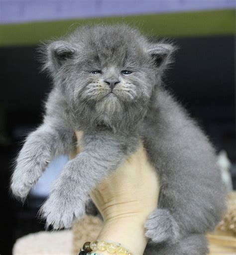 This Litter Of 5 Maine Coon Kittens Were Born With Adorable But Grumpy Faces