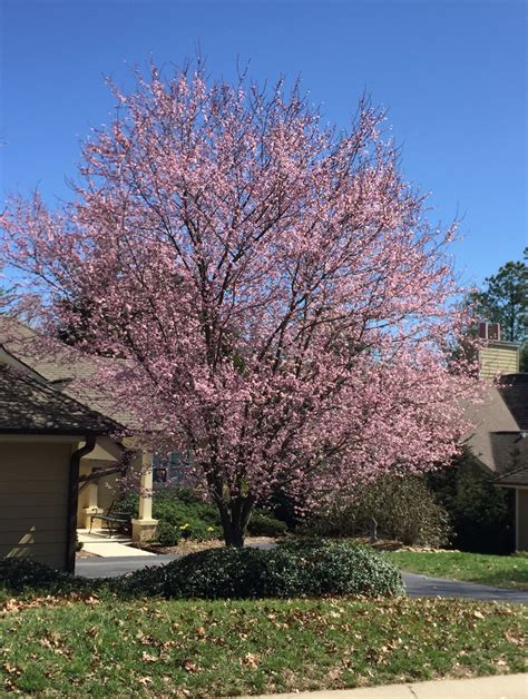 Prunus cerasifera 'Thundercloud' (Cherry Plum 'Thundercloud', Thundercloud Cherry Plum ...