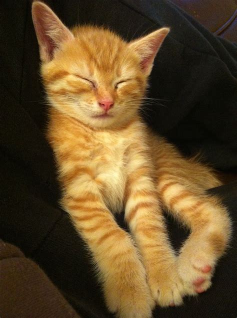 "Changy" my Ginger Tabby as a kitten | Tabby kitten, Tabby cat, Pretty cats