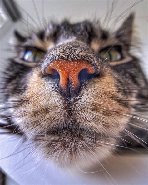 a close up of a cat's face and nose