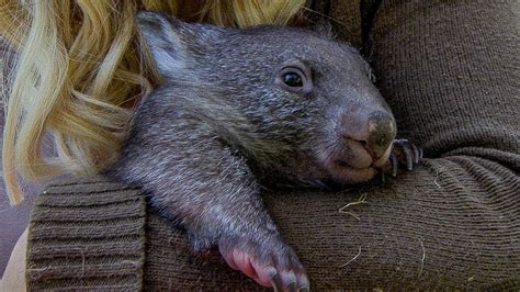 Orphan Wombat Preparing for the Wild | BBC Earth - YouTube