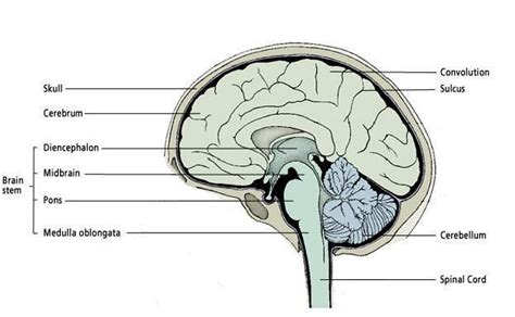 Cerebrum And Cerebellum