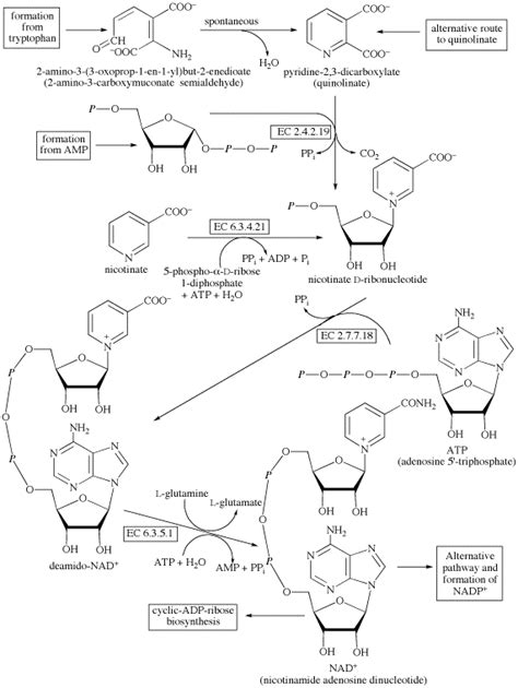 NAD biosynthesis