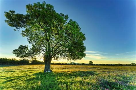 10 Most Oxygen Producing Trees in India - Nature Worldwide