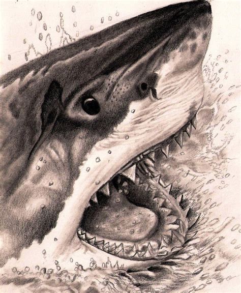 Pin by joan vonk on drawing animals | Shark art, Shark tattoos, Shark drawing