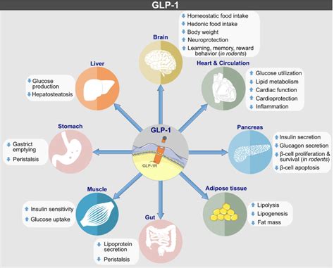 The GLP-1 Agonists and Obesity: How Diabetes Drugs are Changing Non-Diabetic Lives — tl;dr pharmacy