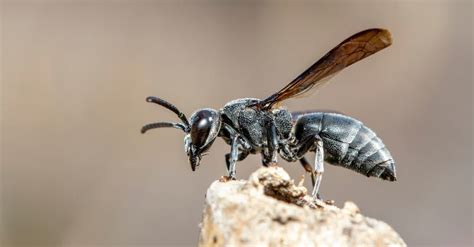 Black Wasp - A-Z Animals