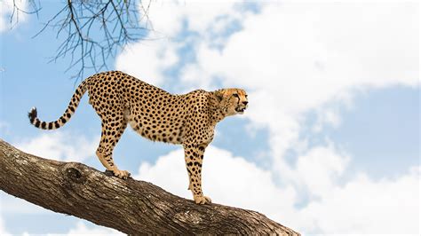 Climate Change and Cheetahs • Cheetah Conservation Fund