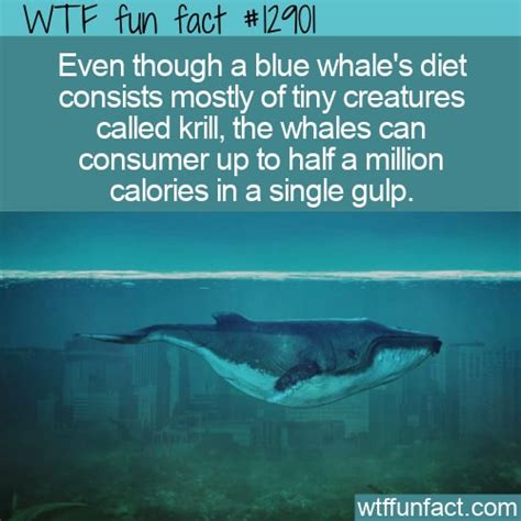 WTF Fun Fact 12901 - Blue Whale Calorie Intake