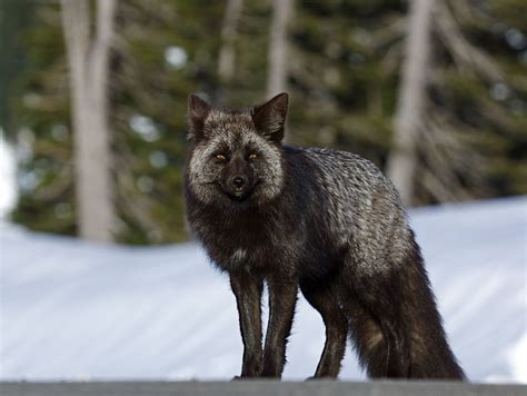 Two silver foxes play on a frozen pond in Nova Scotia | Cottage Life