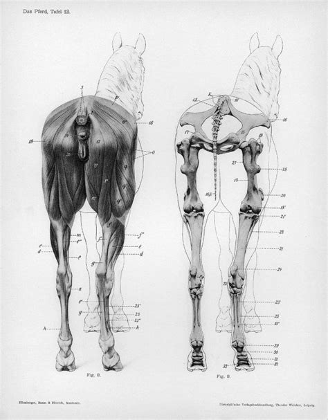 1000+ images about Horse Anatomy Reference on Pinterest | Close up, Leg anatomy and A skeleton