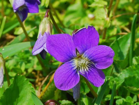 Wild Violet | I look forward to seeing the wild violets pop … | Flickr