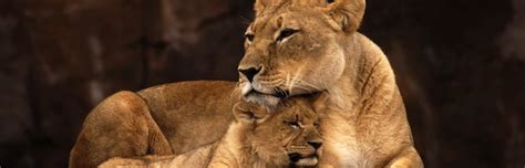 Lion Reproduction - Feline Facts and Information