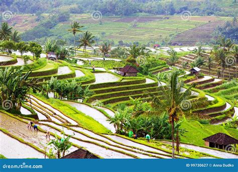 Bali Rice Terraces. Rice Fields of Jatiluwih Stock Image - Image of irrigation, hill: 99730627