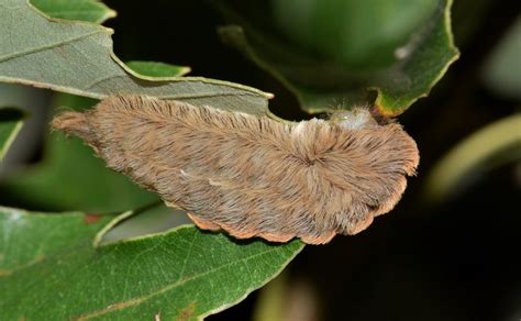 Stinging Caterpillar Identification and Guide | Owlcation