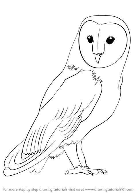 Learn How to Draw a Barn Owl (Birds) Step by Step : Drawing Tutorials