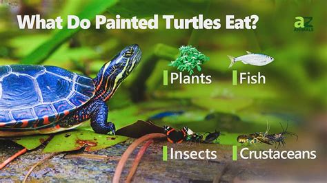 What Can Painted Turtles Eat