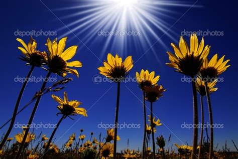 Sunshine Flower : Sunshine Flowers High Resolution Stock Photography And Images Alamy / See more ...