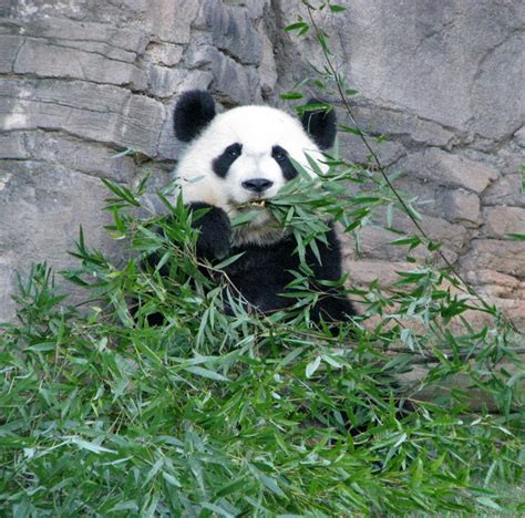 Pandas at the Atlanta Zoo, Georgia - Travel Photos by Galen R Frysinger ...