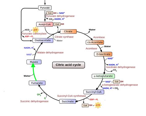 Level 135 - Durham University Medicine (Year One), - Memrise