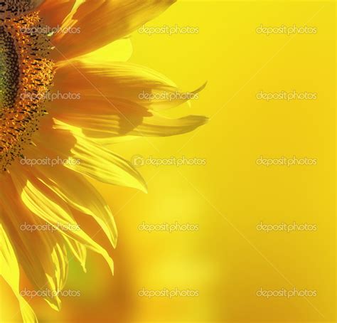 Yellow sunflower background Stock Photo by ©WDGPhoto 39959979