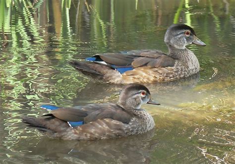 Immature Male Wood Ducks | BirdNote