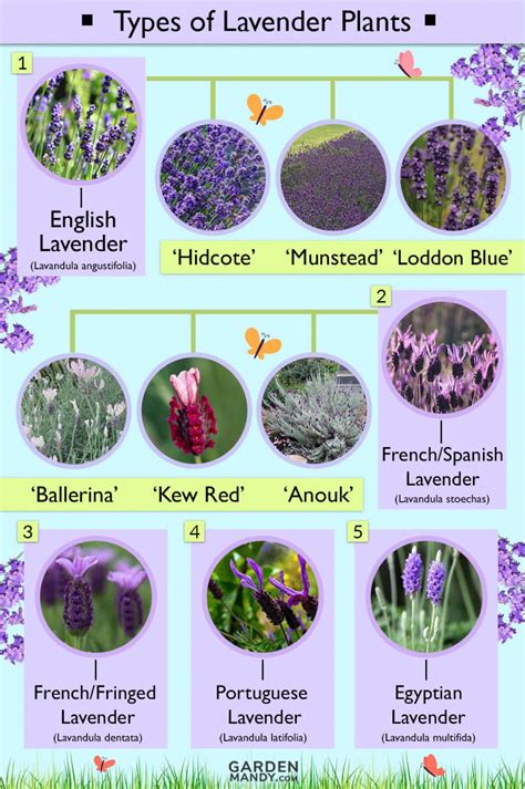 List of Different Types of Lavender Plant with Pictures